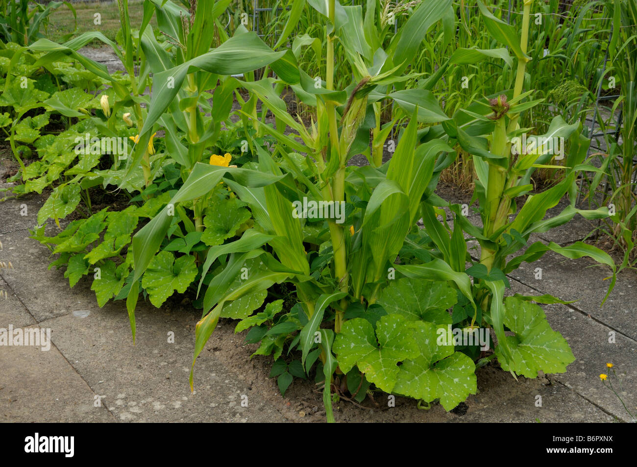 Milpa è un raccolto crescente sistema utilizzato in tutta la Mesoamerica, Milpa agricoltura produce mais fagioli fagioli di lima e squash Foto Stock Milpa è un raccolto crescente sistema utilizzato in tutta la Mesoamerica, Milpa agricoltura produce mais fagioli fagioli di lima e squash Foto Stock