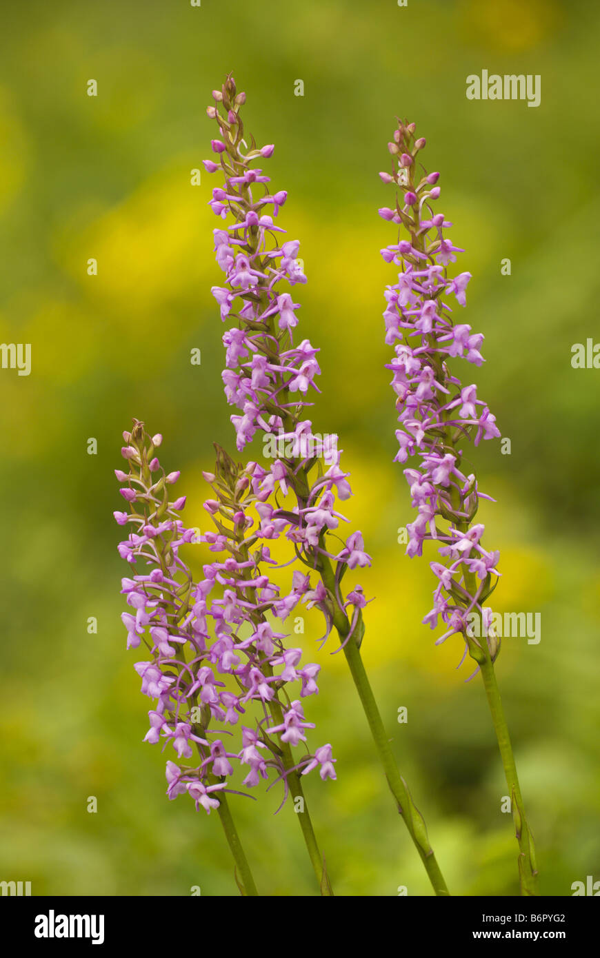 Fragranti orchidea (Gymnadenia conopsea), fioritura di fronte a sfondo giallo, Germania Saar Foto Stock