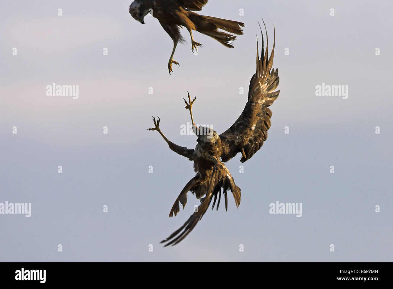 Western Marsh Harrier (Circus aeruginosus), due individui lotta, in Germania, in Renania Palatinato Foto Stock