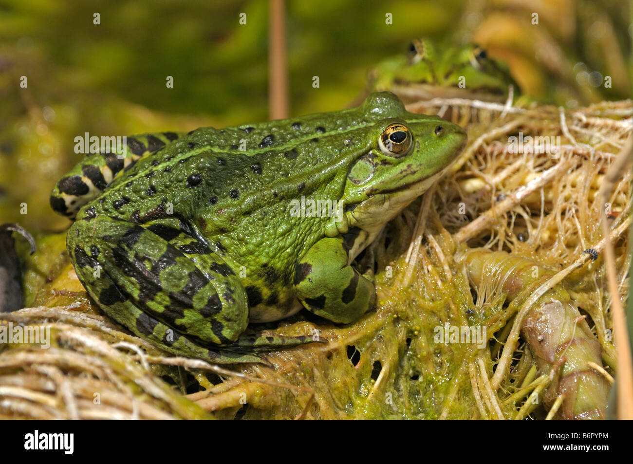 Unione Rana Verde (Rana esculenta), prendendo il sole Foto Stock