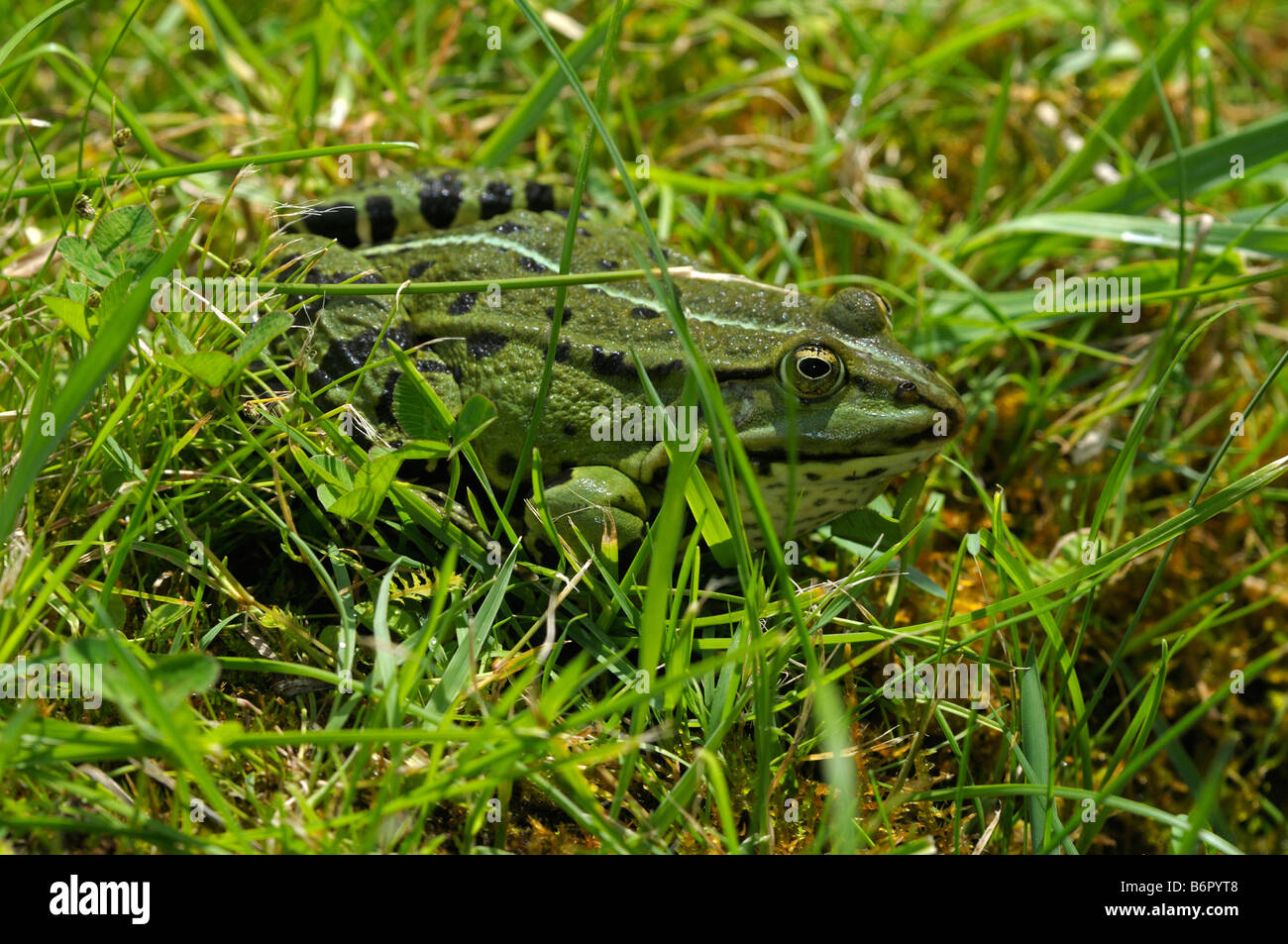 Unione Rana Verde (Rana esculenta), seduta in erba Foto Stock