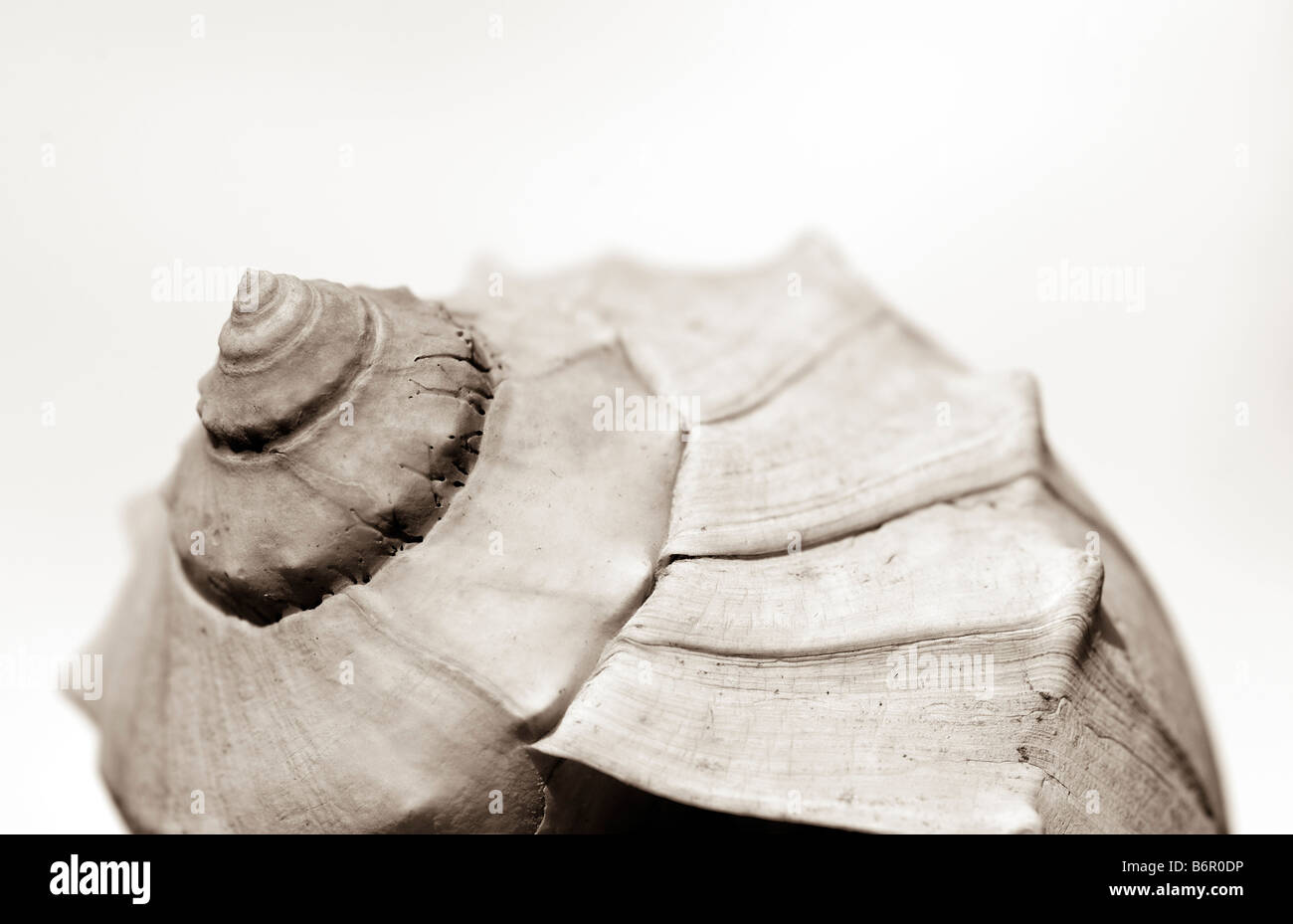 Mollusco shell Foto Stock