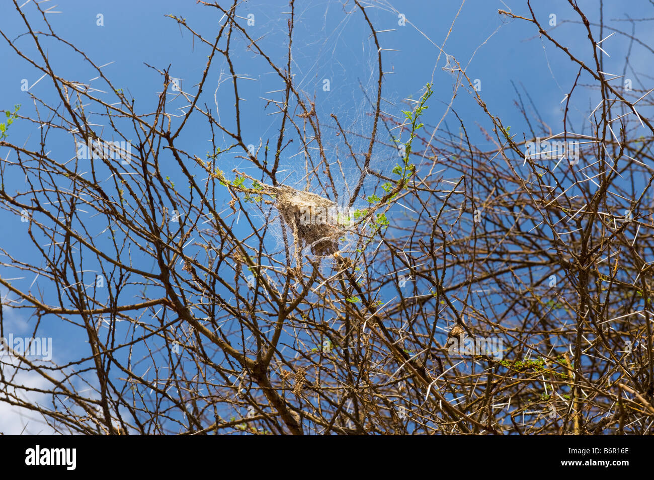 Nido di Stegodyphus ragni sociale comunitario fauna selvatica insetto specie notturne multi molte migliaia i lotti piccoli ragni wor Foto Stock