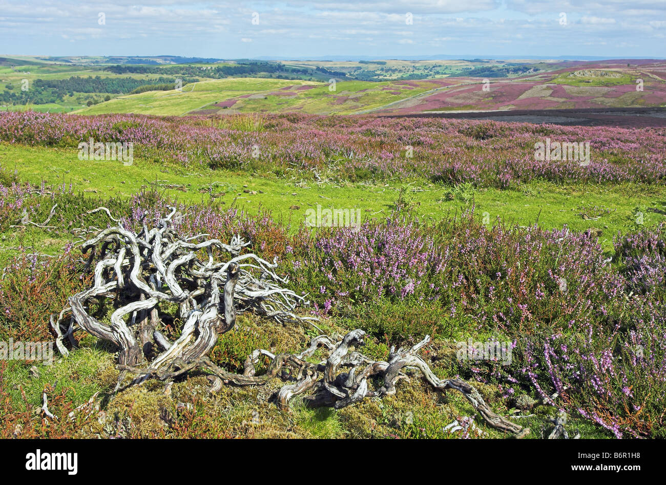North Yorkshire Moors Foto Stock
