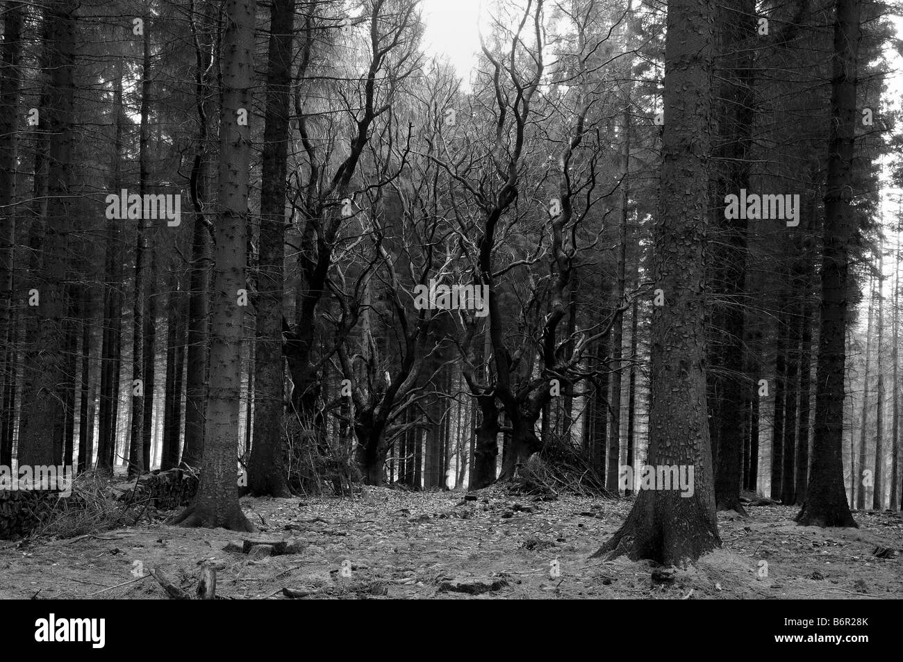 Dolce di castagne e di Sitka Spruce alberi in Ditton Priori, nei pressi di Bridgnorth, Shropshire, Inghilterra, Regno Unito. Foto Stock
