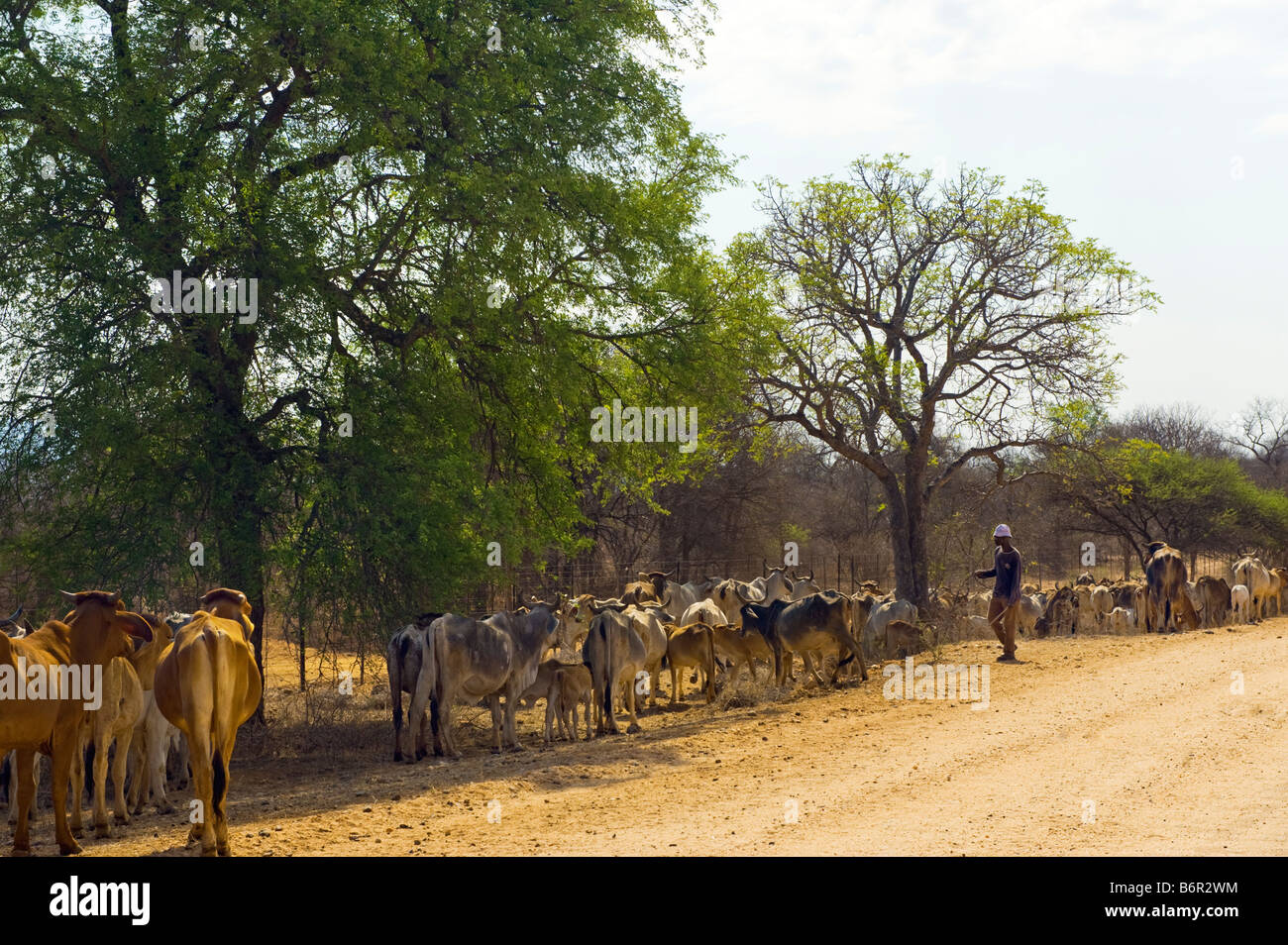 Bestiame brahman cow bull gregge gruppo di allevamento di bestiame di allevamento allevamento in Sudafrica Sudafrica brahma afrika allevamenti gruppo pa Foto Stock