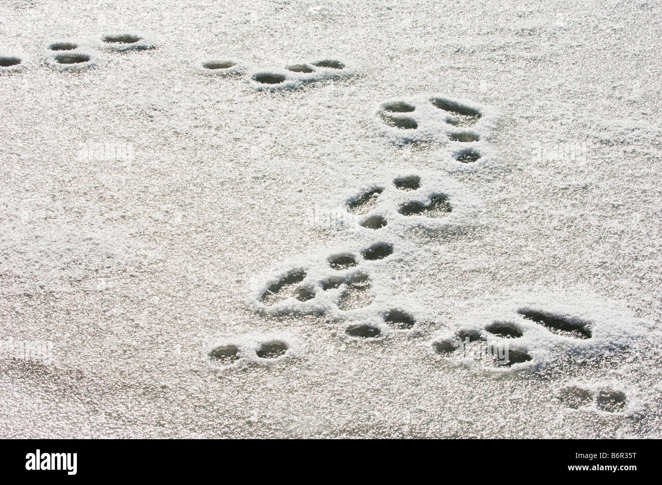 Foot print tracce nella neve segni segni di coniglio bunny coney animaltrack ombra ombra bianca traccia nera ragionevole distinti contrassegnati sig Foto Stock