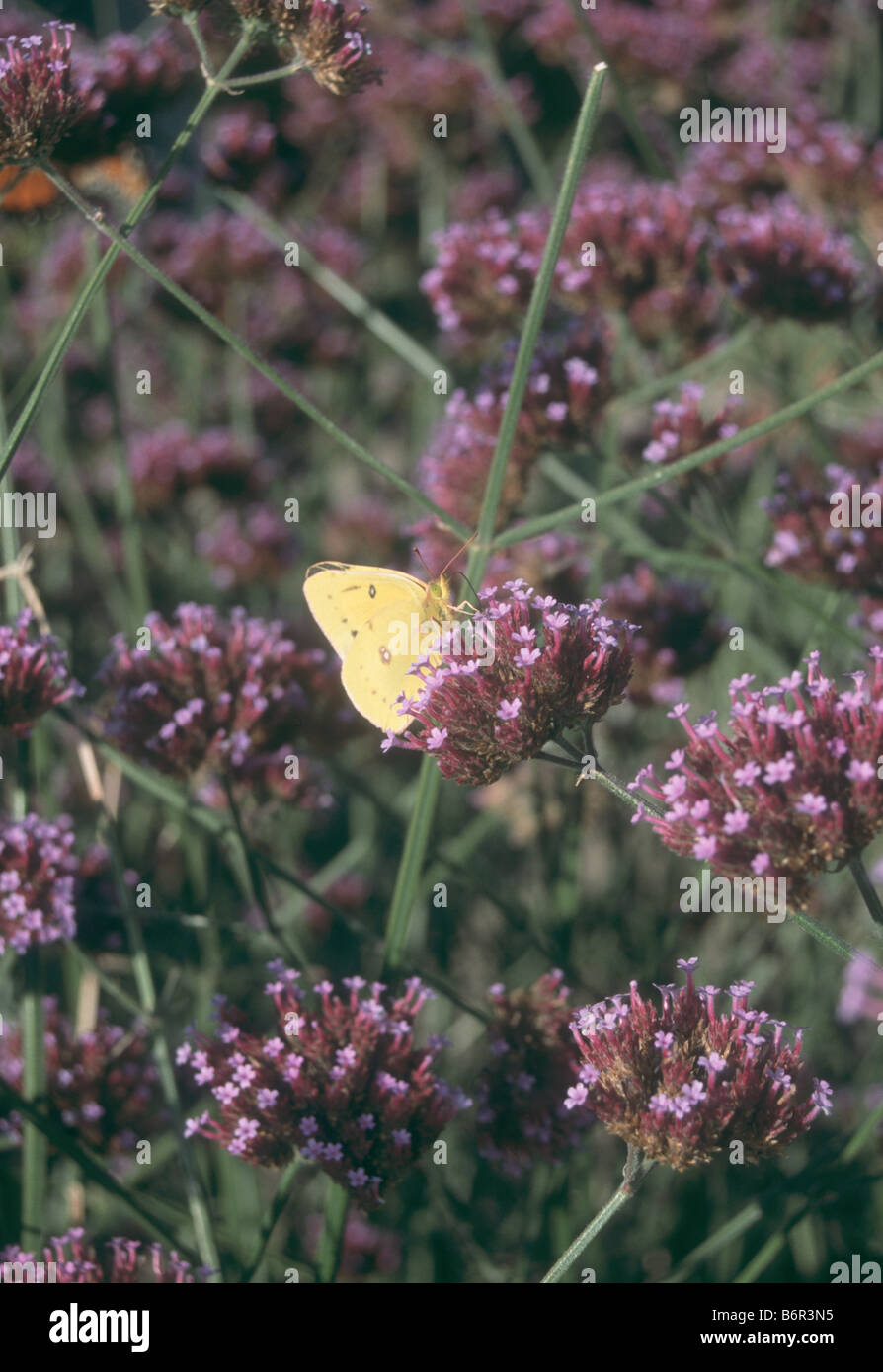 Zolfo Butterly su Verbena bonariensis. Foto Stock