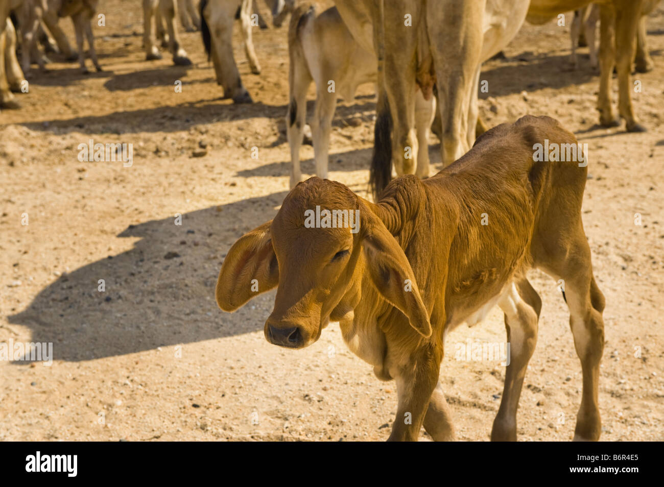Bestiame brahman cow bull gregge gruppo di allevamento di bestiame di allevamento allevamento in Sudafrica Sudafrica brahma afrika allevamenti gruppo pa Foto Stock