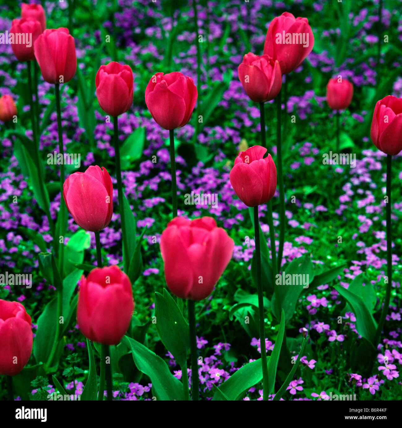 Tulipa Don Quichotte con Aubretia x cultorum a Kew Foto Stock