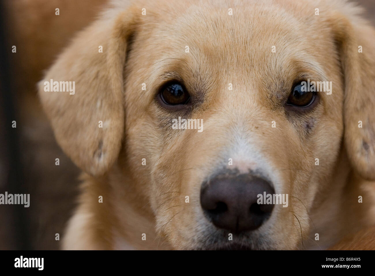 Close up di un cucciolo Corgi Foto Stock