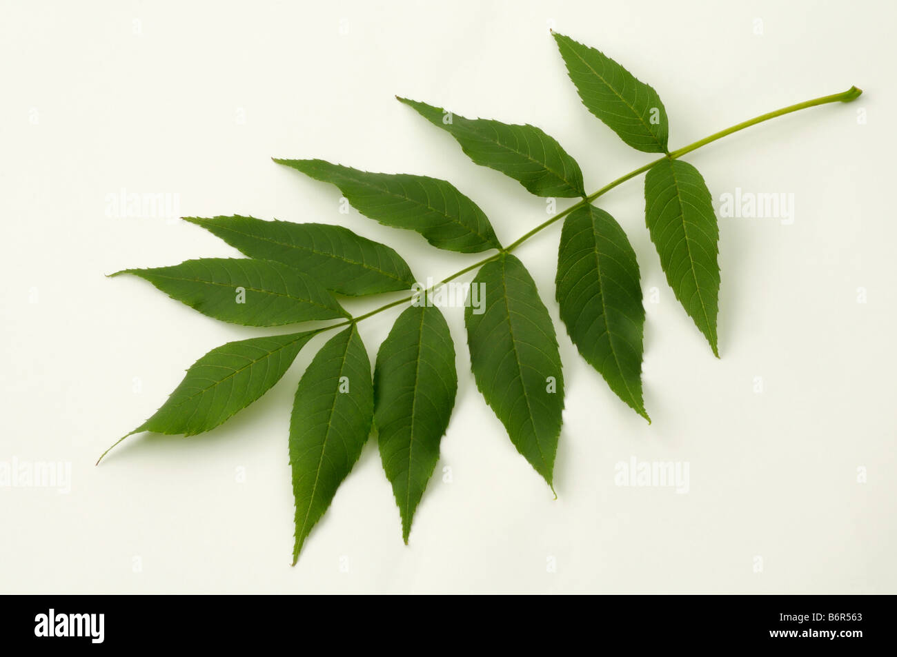 Cenere comune, Frassino Europeo (Fraxinus excelsior), foglia, studio immagine Foto Stock