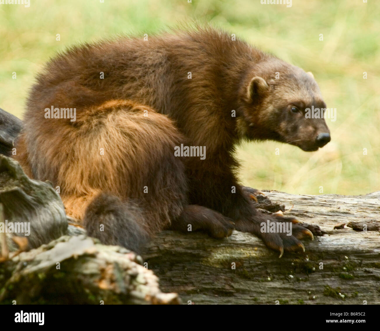 Un wolverine rummages sulla cima di un caduto log - condizioni controllate Foto Stock