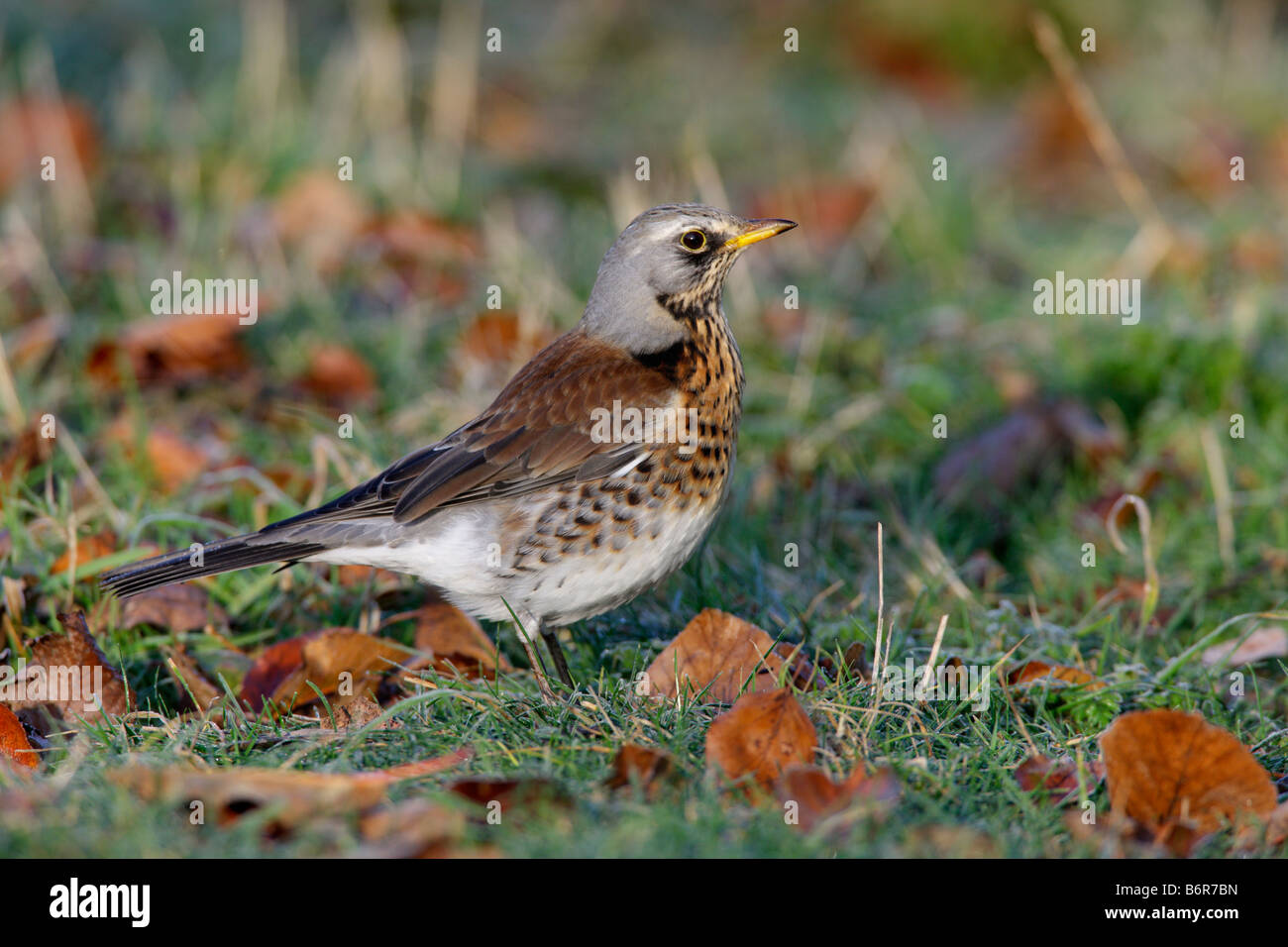 Allodole Cesene Beccacce Turdus pilaris avanzamento sul terreno Eltisley Cambridgeshire Foto Stock