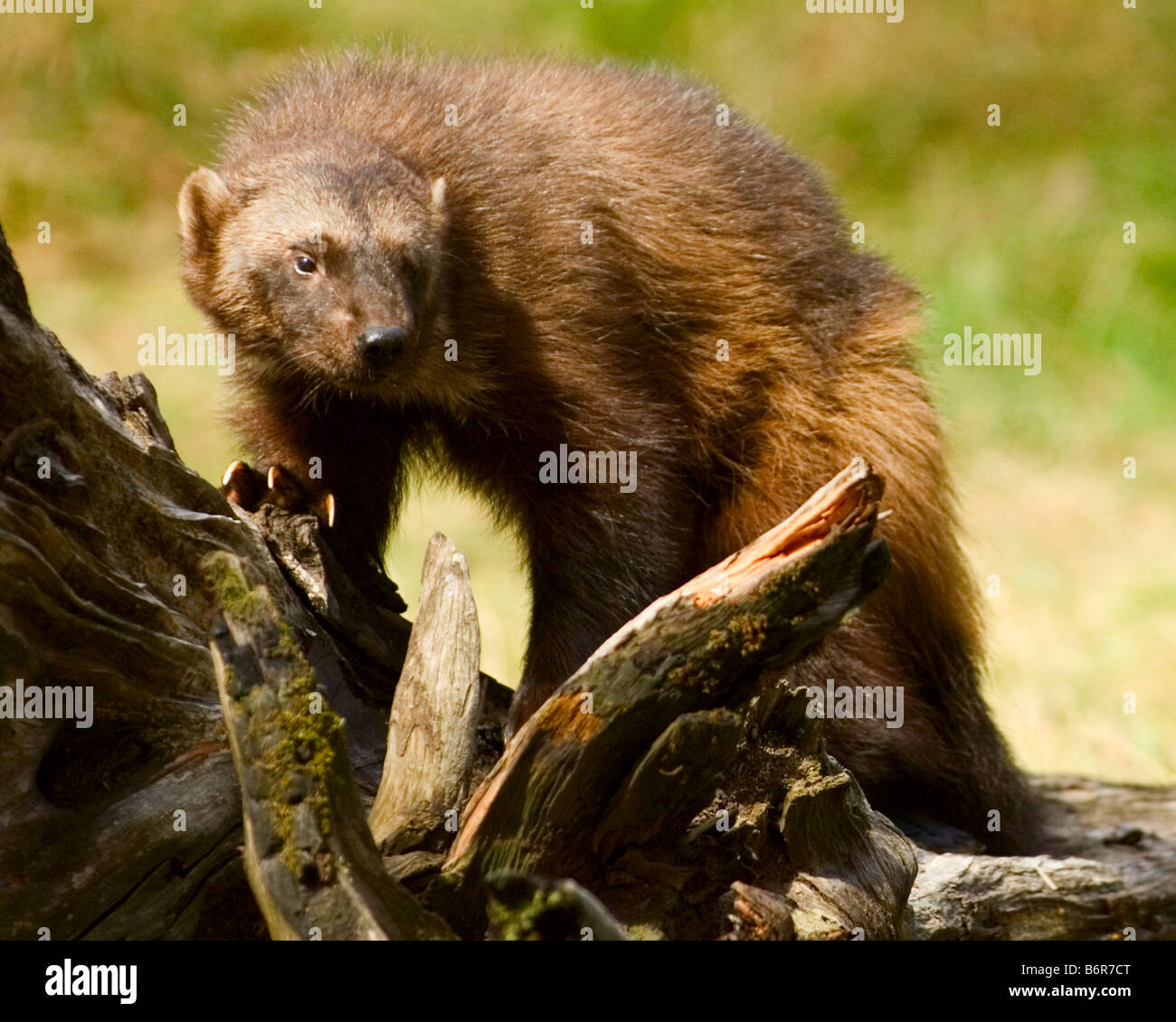 Un wolverine rummages sulla cima di un caduto log - condizioni controllate Foto Stock