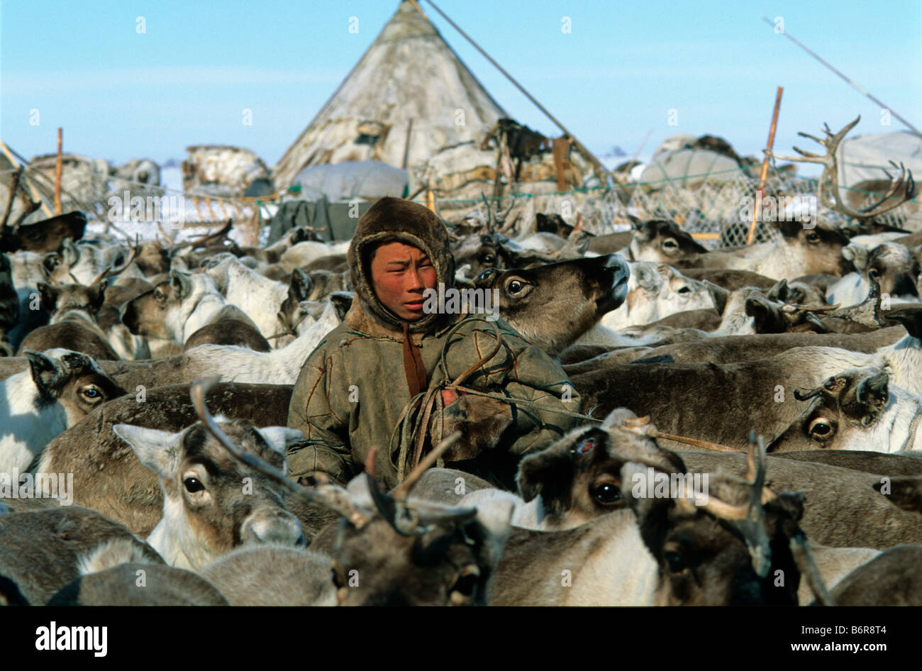 La renna nomade, Penisola di Yamal Foto Stock