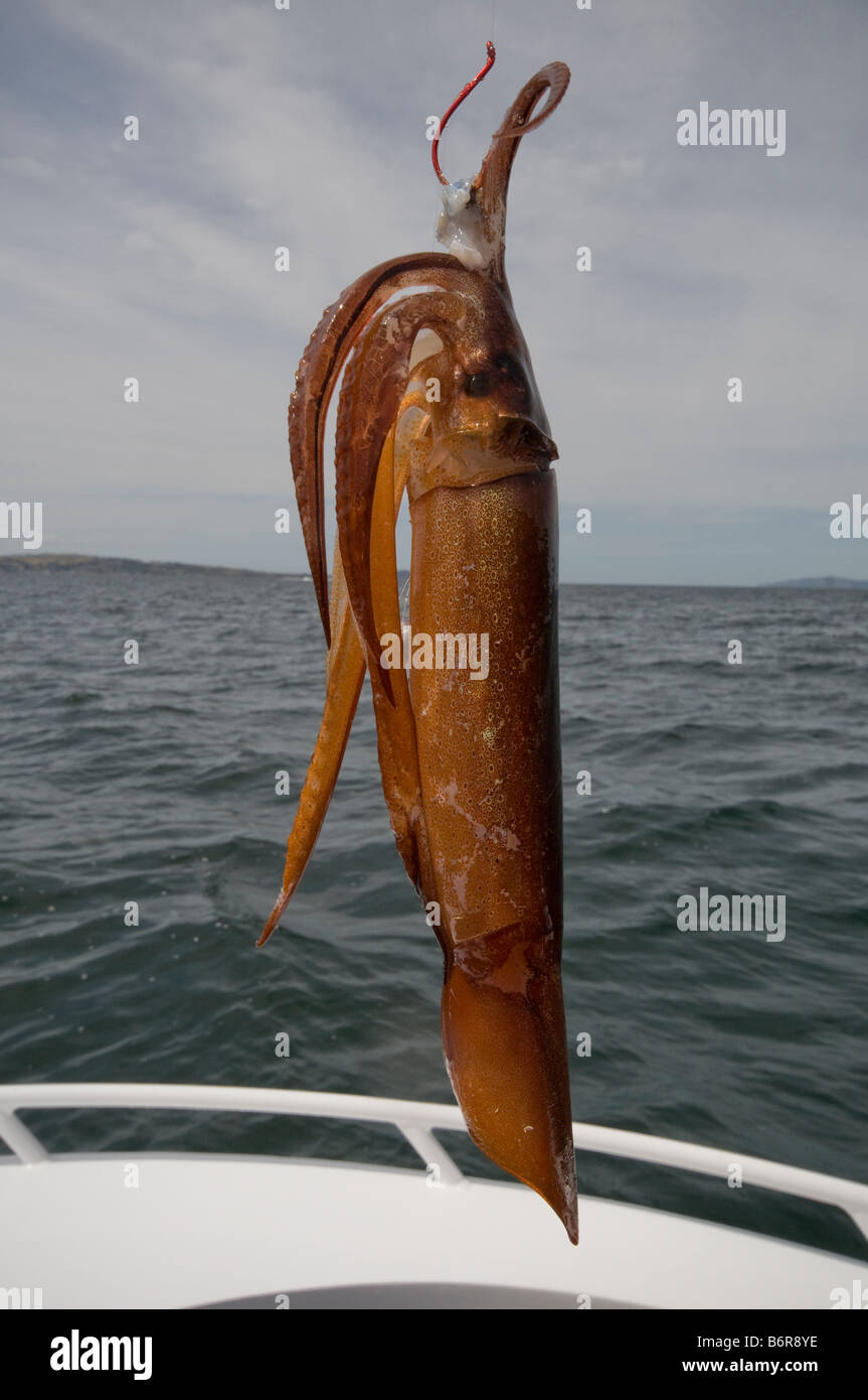 Il calamaro catturati su una linea di pesca Foto Stock