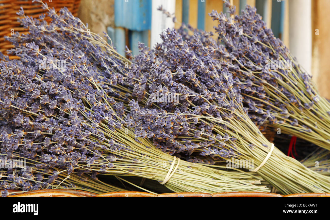 La lavanda, Provenza, Francia Foto Stock