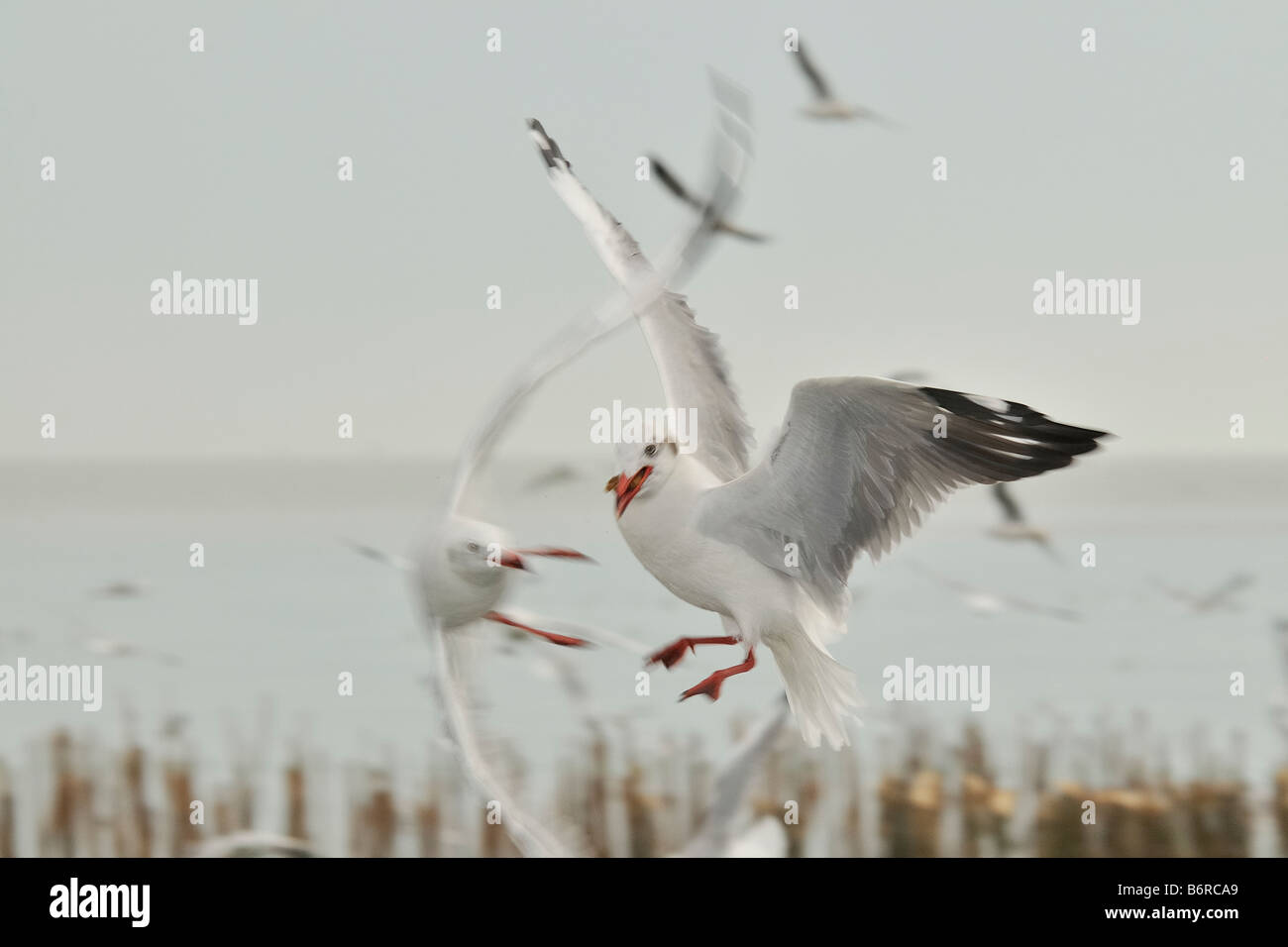 Gabbiani in volo, la lotta per il cibo. Bang Pu seaside resort in Thailandia Foto Stock