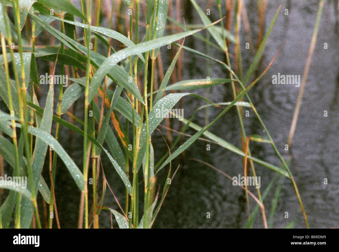 Lamelle di acqua sotto la pioggia su Kizhi isola nel Lago Onego, Russia Foto Stock