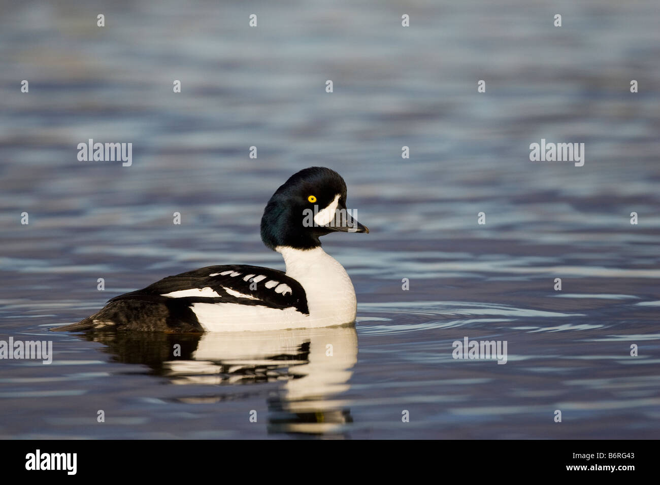 Barrow è Goldeneye Bucephala islandica, Lago Myvatn in Islanda Foto Stock