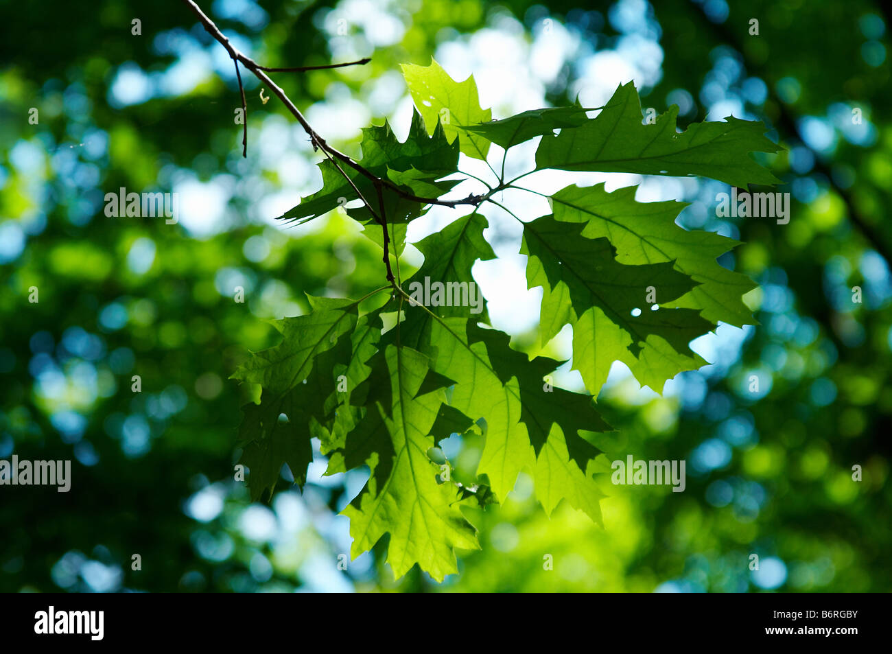 Il verde delle foglie di acero sul cielo blu sullo sfondo Foto Stock