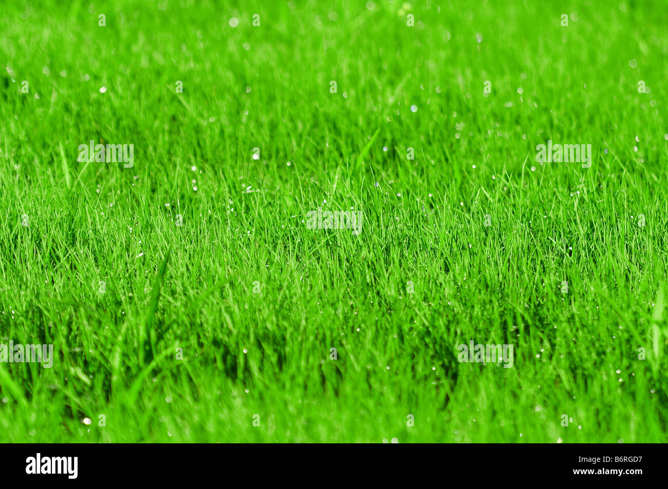 Erba verde dello sfondo con DOF poco profondo Foto Stock