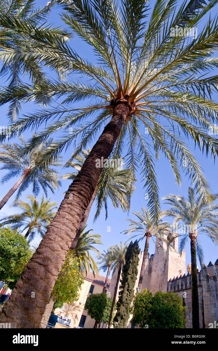 Gli alberi di palma, l'Alcazar dei Re Cristiani Palace Foto Stock