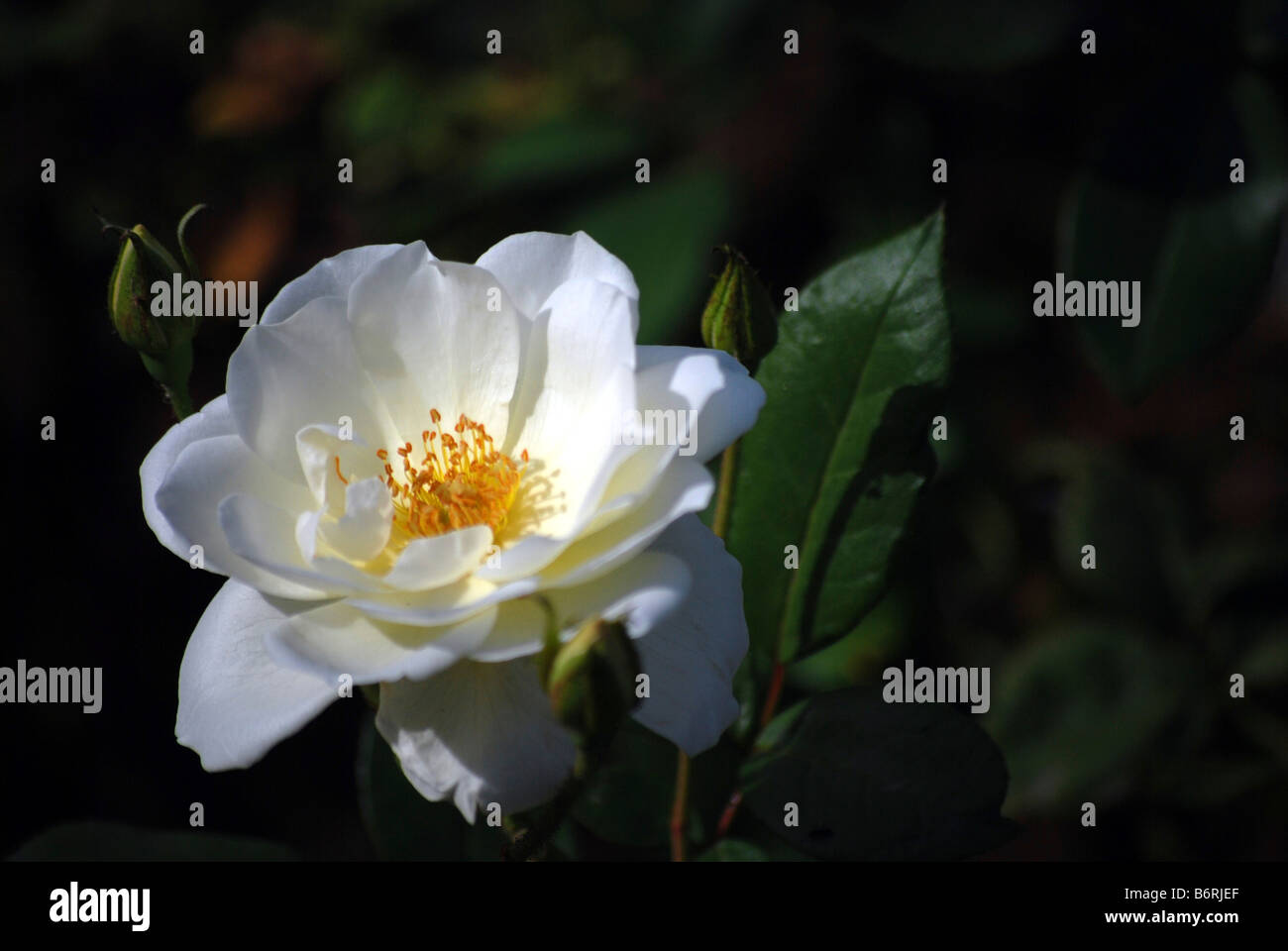 Primo piano di una rosa bianca Foto Stock
