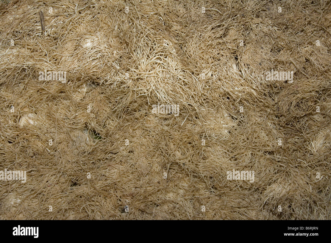 Vegetali locali di mercato Turchia Antalya Marché aux locale legumi Antalya Turquie Oertlicher Gemuese Markt Tuerkei Antalya Foto Stock