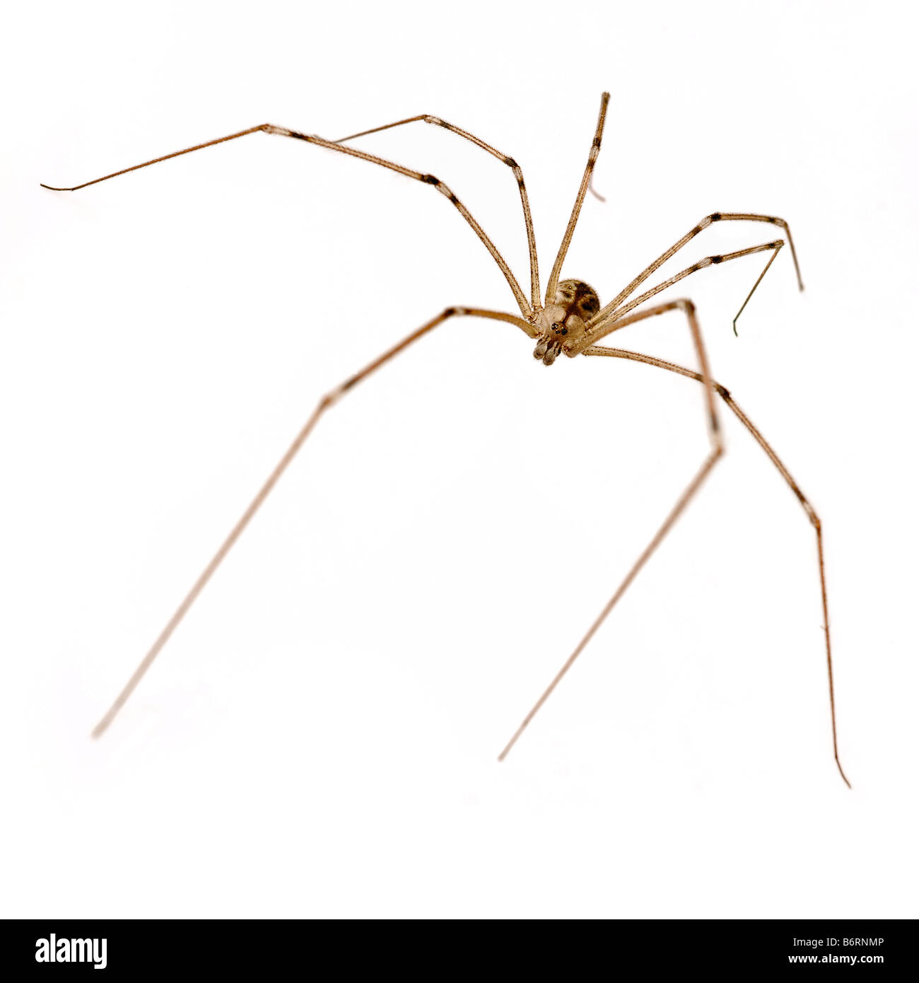 Il ragno comune su bianco Foto Stock