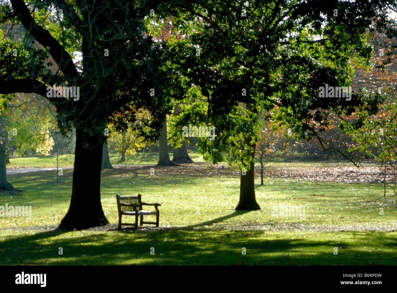 Svuotare una panchina nel parco tra alberi,West London REGNO UNITO Foto Stock