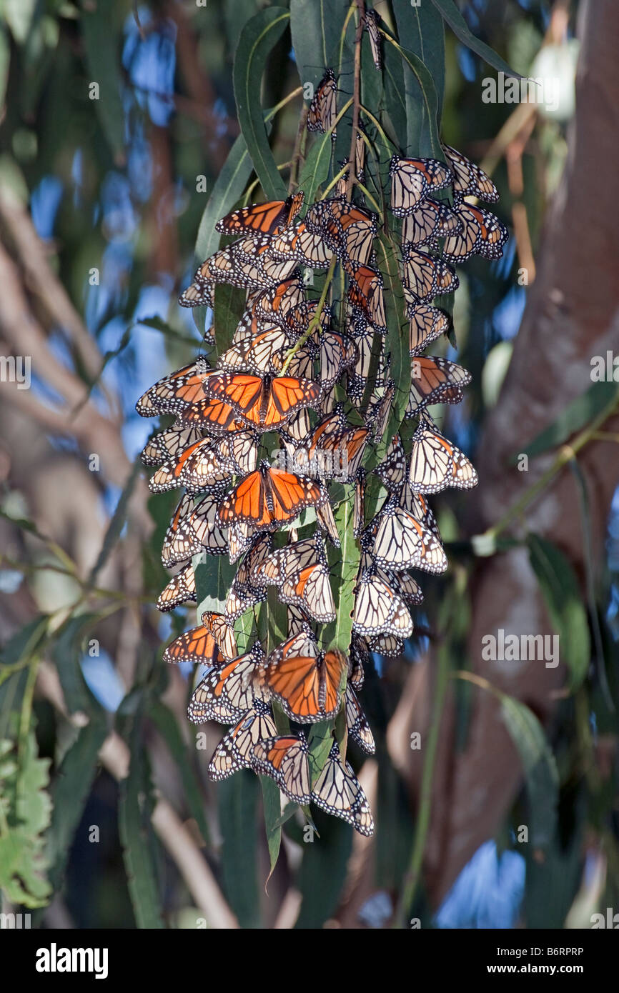 Farfalle monarca a Pismo Beach, California, Stati Uniti d'America. Foto Stock