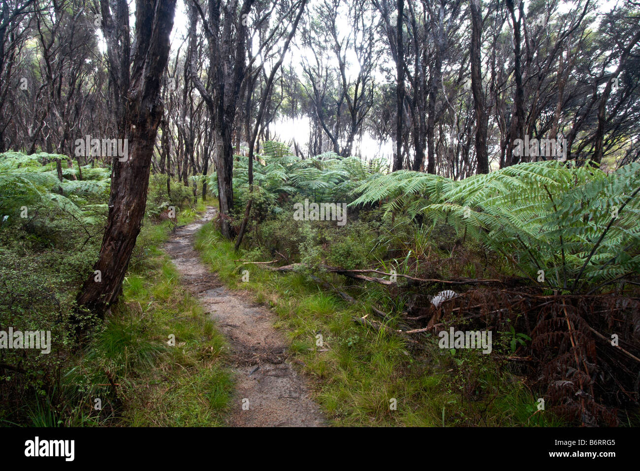 Foresta. Parco Nazionale di Abel Tasman. Isola del Sud. La Nuova Zelanda. L'inverno. Foto Stock