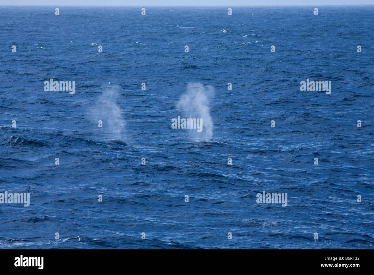 La balena soffia Drake passaggio oceano meridionale Antartide Foto Stock