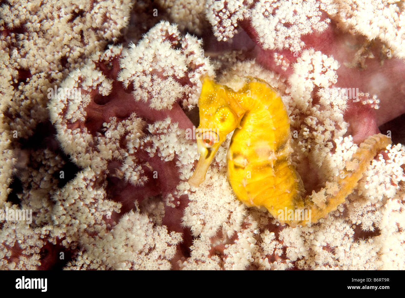 Un giallo brillante bianco s i cavallucci marini con esso s la coda avvolta intorno al rosa coralli molli Foto Stock