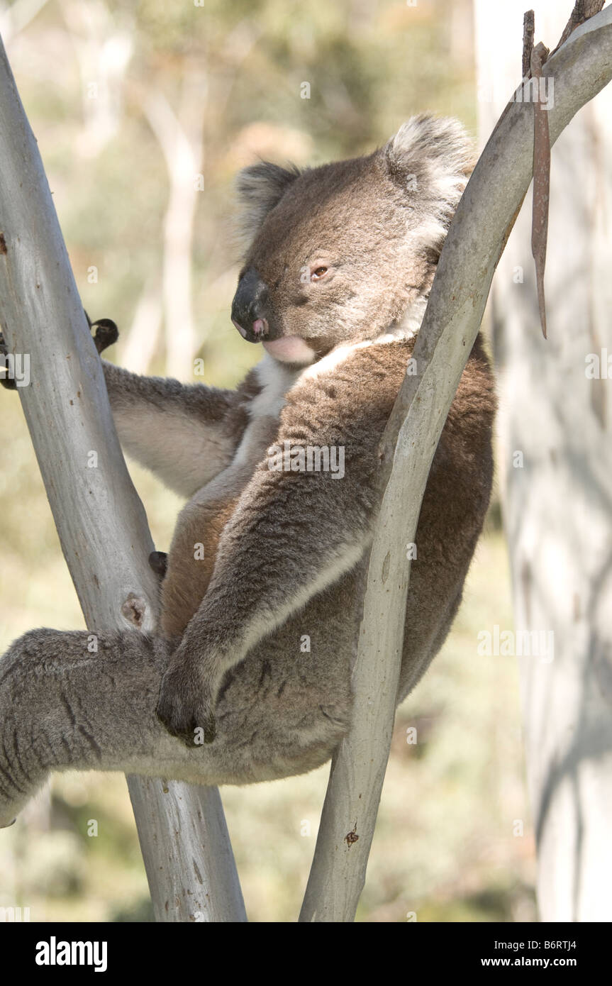 Il Koala, Phascolarctos cinereus, sulla gomma naturale tree Foto Stock
