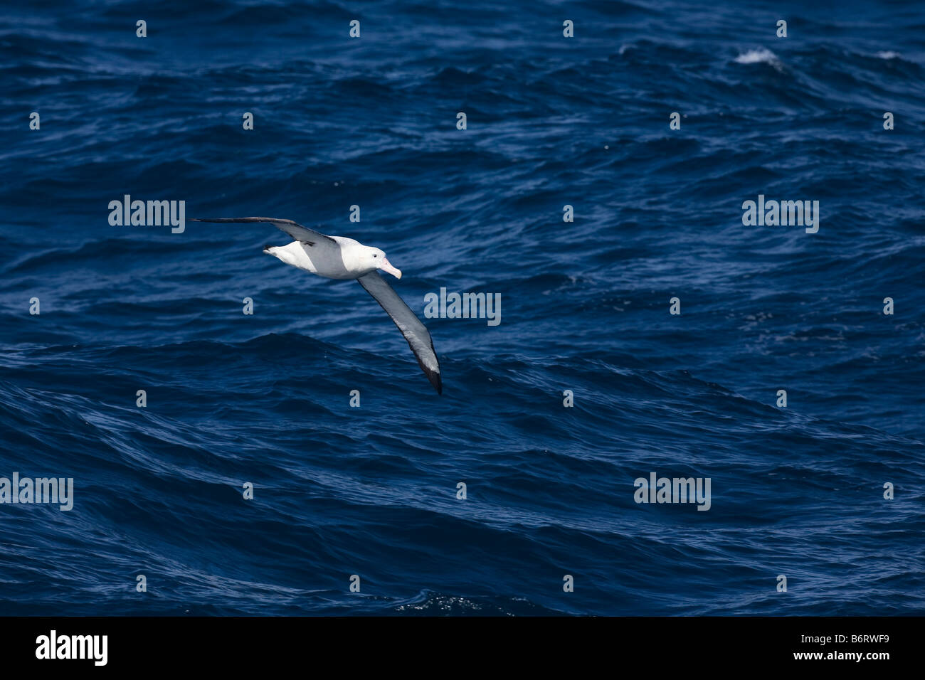 Albatro errante Diomedea exulans in volo Drake passaggio oceano meridionale Antartide Foto Stock