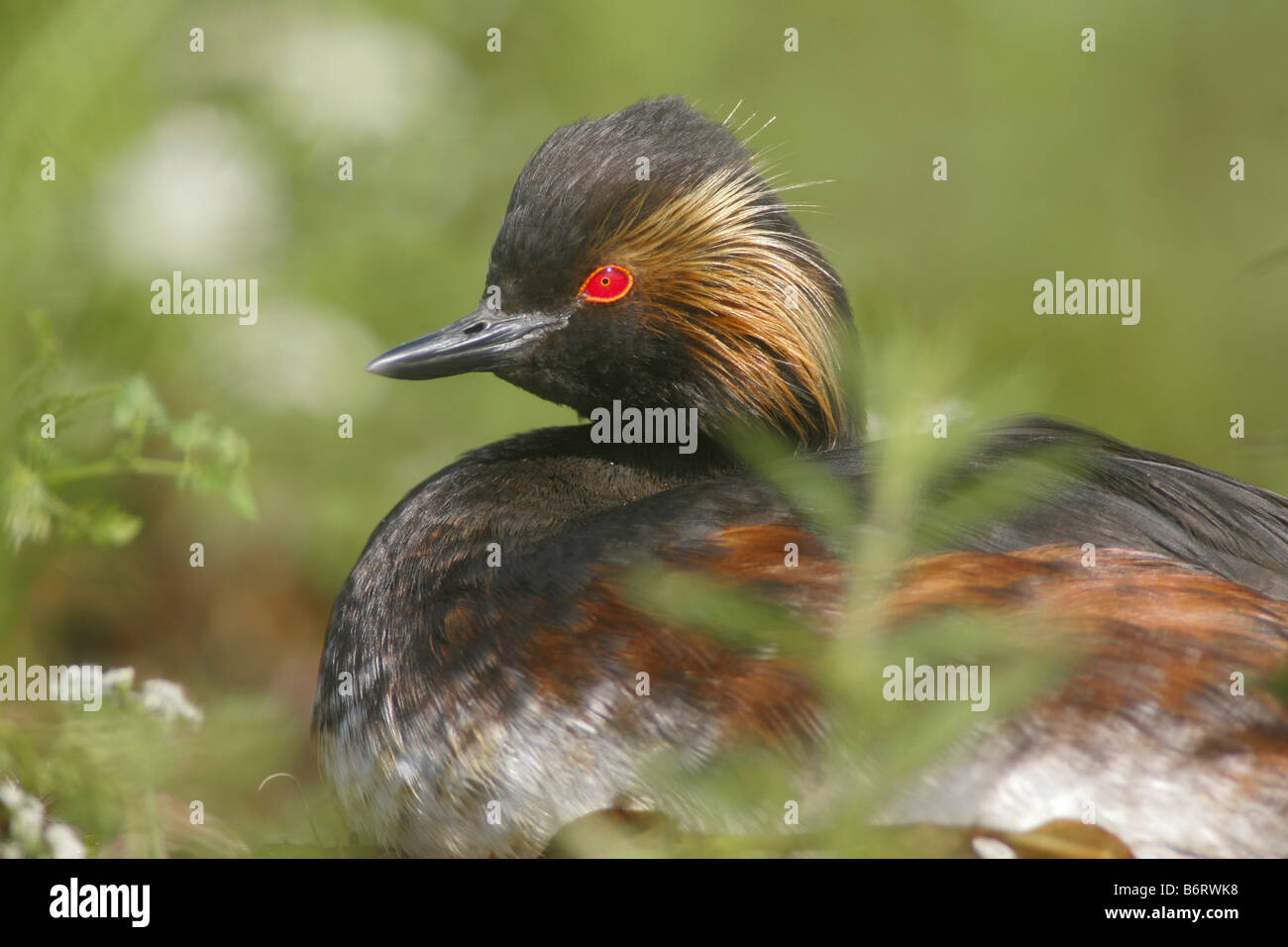 Close-up di svasso in vegetali acquatici Foto Stock