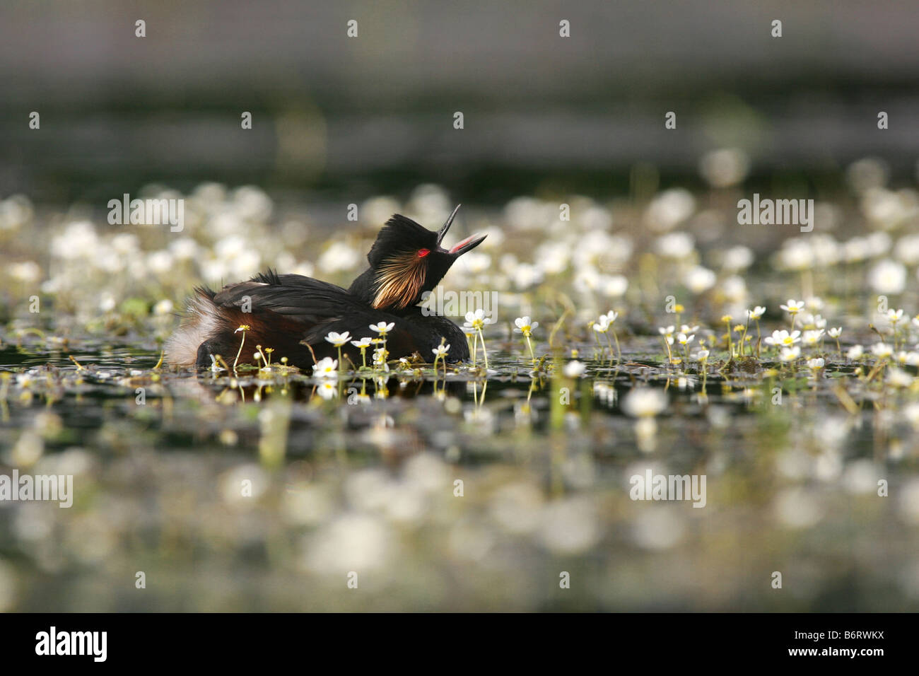Uccello di acqua su un laghetto in primavera nel mezzo di acqua comune-stella Foto Stock