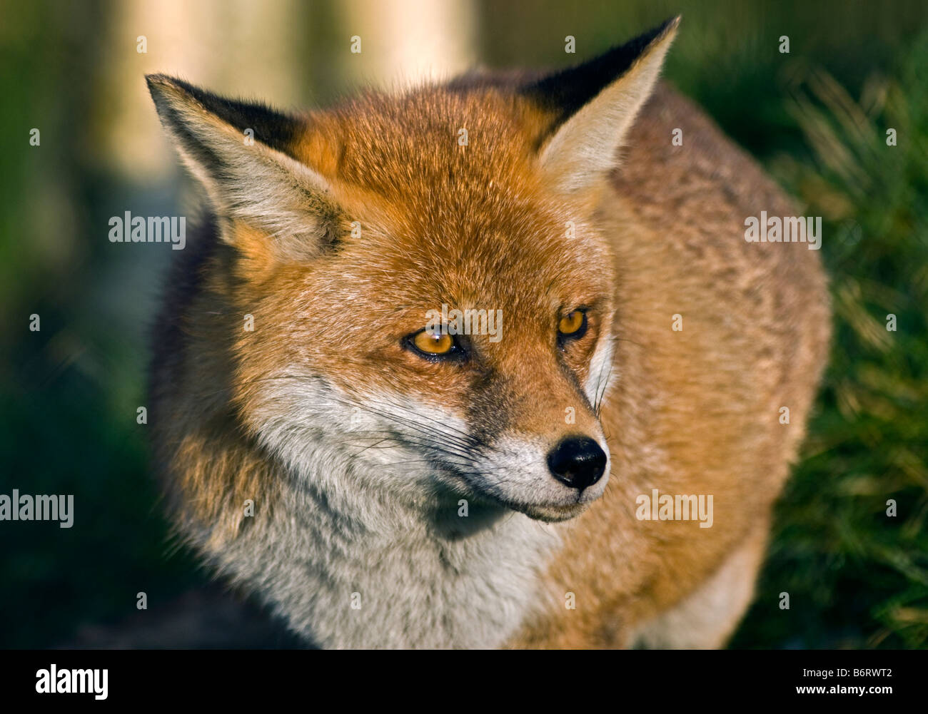 Rosso europeo volpe (Vulpes vulpes), Regno Unito Foto Stock