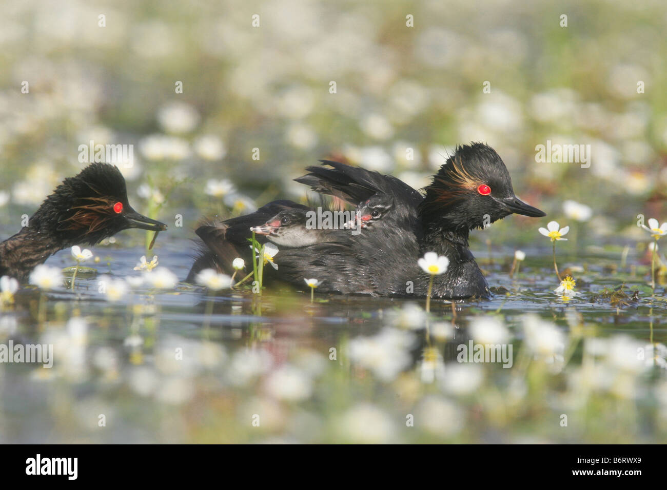 Nero-Svasso a collo alto con i suoi pulcini sul retro, altro uccello viene fornito per la loro alimentazione Foto Stock