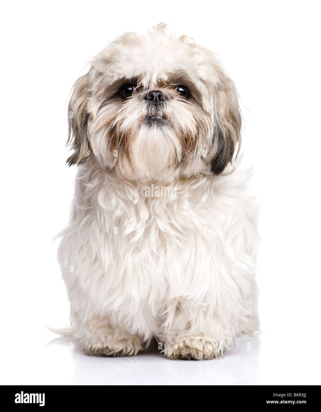 Shih Tzu 1 anno davanti a uno sfondo bianco Foto Stock