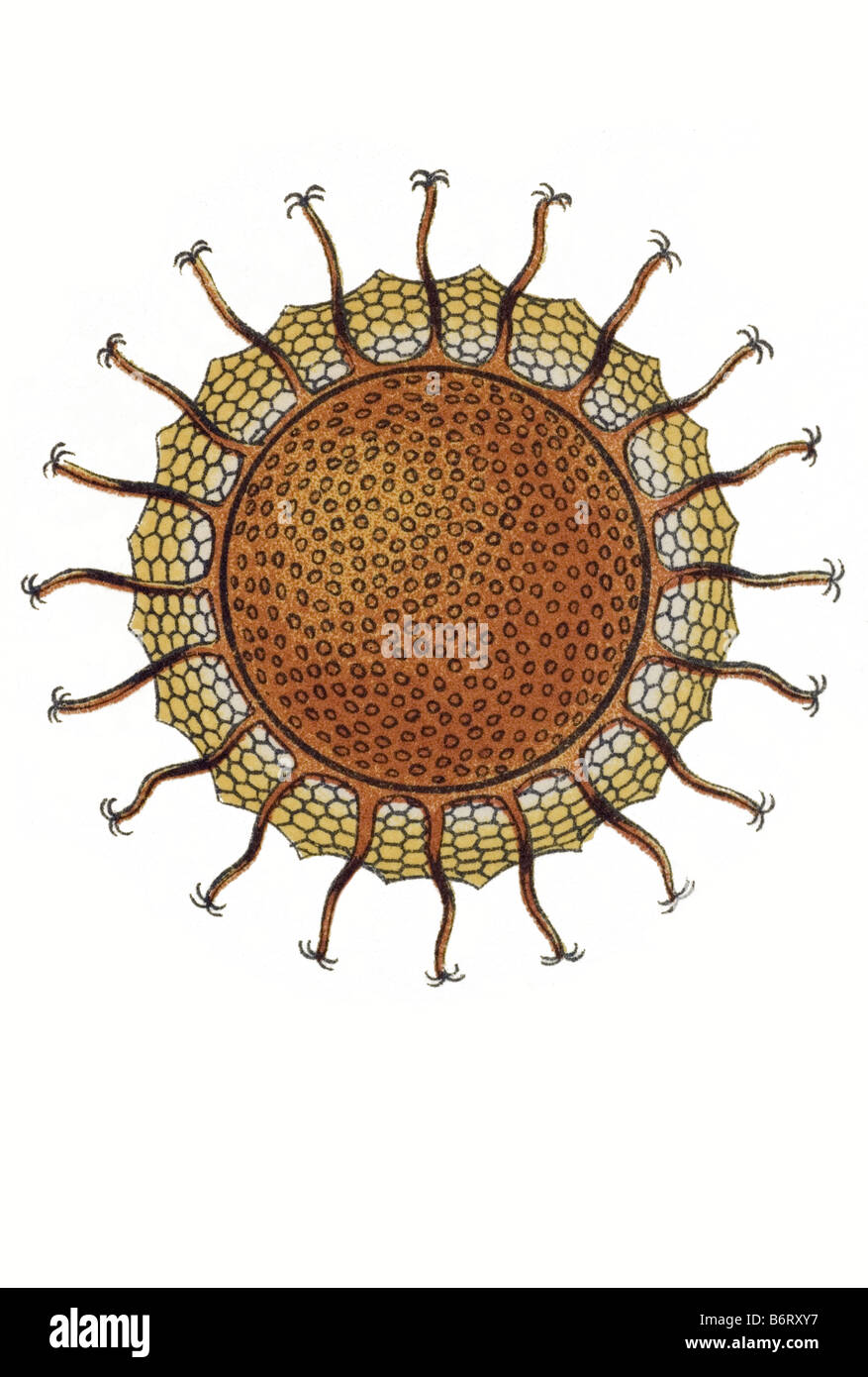 Briozoi / Moostiere, nome Cristatella, 2/ Cristella mucedo Foto Stock