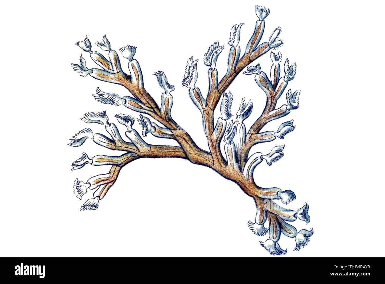 Briozoi / Moostiere, nome Cristatella, 7/ Plumatella repens Foto Stock