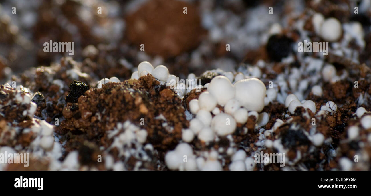 Perni a fungo clusters rompere la medicazione strato in una fattoria a fungo Foto Stock