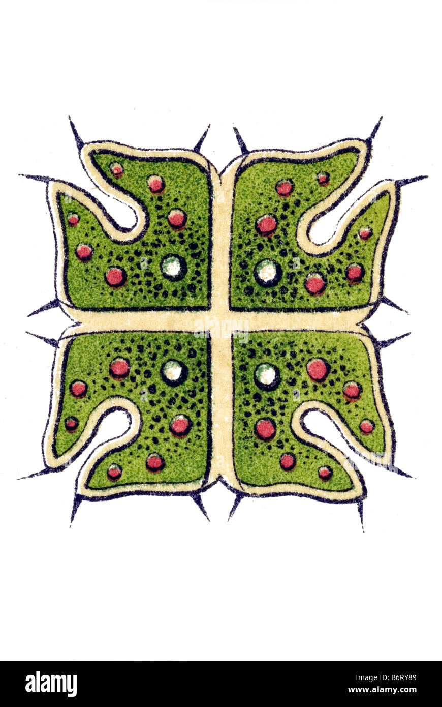 Melethallia / Gesellige Algetten, Fam Hydrodictyea / Hydrodictyaceae, nome Pediastrum, 5/ Pediastrum crutiatum Foto Stock