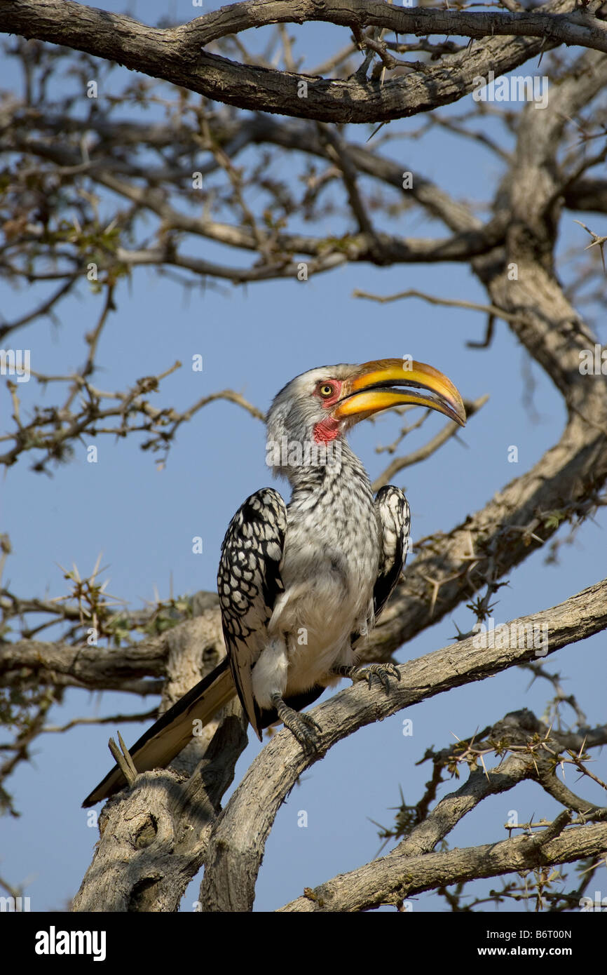 Southern Yellow-fatturati Hornbill, l'Okonjima, Namibia Foto Stock
