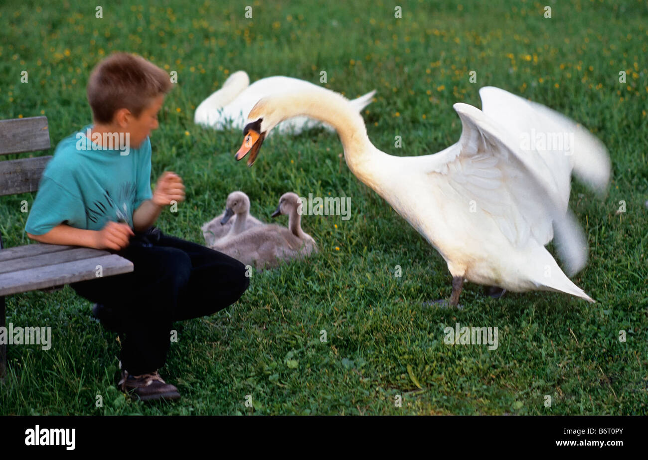 SWAN attaccando un ragazzo a proteggere la sua CYGNETS Foto Stock