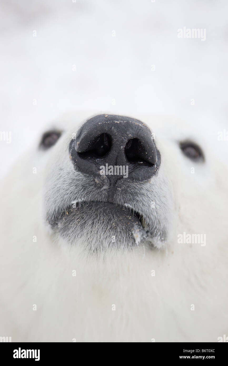 Testa testa polare Foto Stock